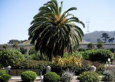 a large palm tree sitting in the middle of a garden