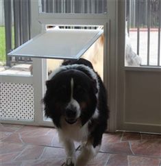 a black and white dog standing in front of a door