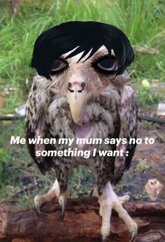 an owl sitting on top of a log with the caption me when my mum says no to something i want