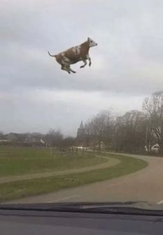 a cow is flying in the air over a road with trees and grass on both sides