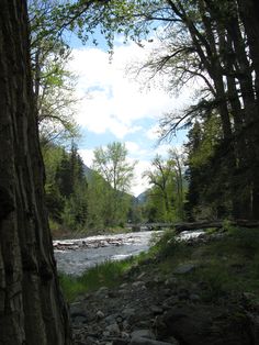 a river running through a forest filled with lots of trees and rocks under a blue cloudy sky