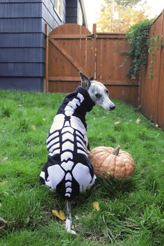 a dog dressed up in a skeleton sweater sitting on the grass next to a pumpkin