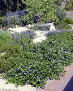 the garden is full of blue flowers and greenery