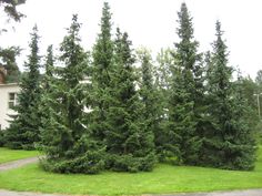 some very pretty trees by the side of the road in front of a big house