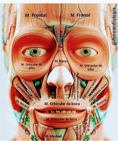 Face Muscles Anatomy, Human Body Anatomy, Medicine Student