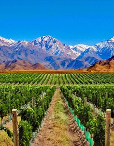 a vineyard with mountains in the background