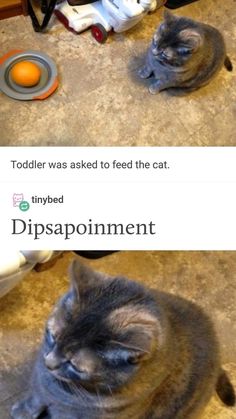 two cats laying on the floor next to each other with caption that reads toddler was asked to feed the cat