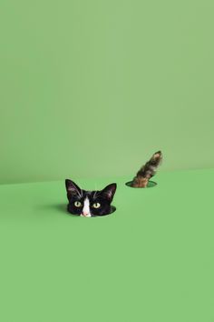 a black and white cat laying on top of a green floor next to a bird