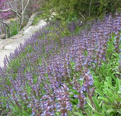 purple flowers are growing along the side of a road