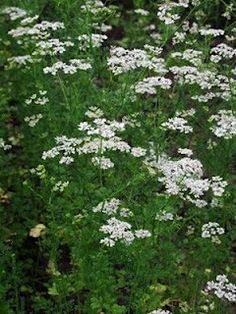 some white flowers are growing in the grass