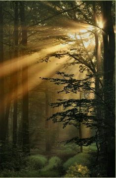 sunlight shining through the trees in a forest