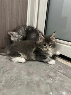 a cat laying on the ground next to a window