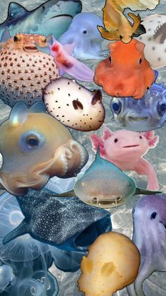 many different types of sea animals floating in the water