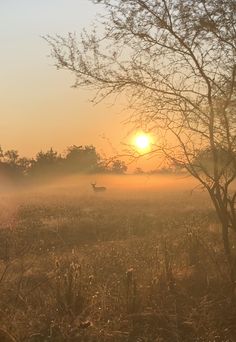 the sun is setting over a foggy field with trees in the foreground and an antelope on the far side