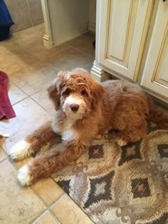 a brown and white dog laying on top of a kitchen floor next to a sink