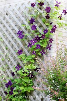 purple flowers growing on the side of a building