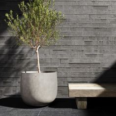 a small tree in a cement planter next to a wooden bench on the side of a building