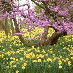 a field full of yellow and purple flowers with trees in the backgrounnd