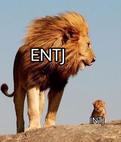 bootheapp 16パーソナリティタイプ 16types パーソナリティタイプ トレンド 人気急上昇 友達探し 出会い intp entp intj entj enfp infp enfj infj estp esfp estj esfj esfj istp isfp istj mbti mbti診断 Entj And Istj, Entj Intj Relationship, Entj And Intj Relationship, Entj X Intj Relationship, Entj And Intj, Entj Characters, Entj Art, Intj Girl, Entj Memes