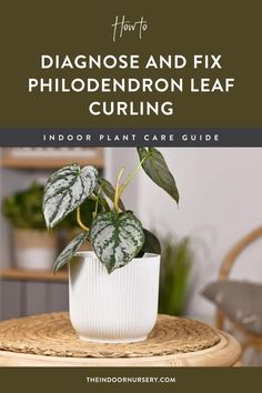 a houseplant plant sitting on top of a table with text overlay that reads how to diagnose and fix phlodendron leaf curling indoor plant care guide