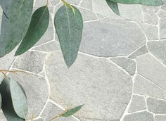 green leaves are growing on the stone wall