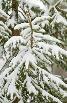 a pine tree with snow on it's branches