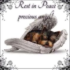 a small dog laying in an angel's wing with the caption rest in peace precious angel