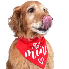 a brown dog wearing a red bandana with the words be mine written on it