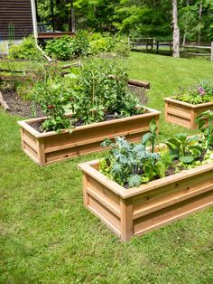 three wooden raised garden beds with plants growing in them