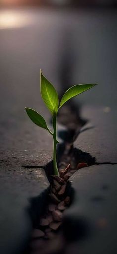 a small green plant sprouting out of the ground with sunlight shining on it