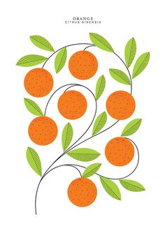 an orange tree with green leaves and dots on the branches is shown in this illustration