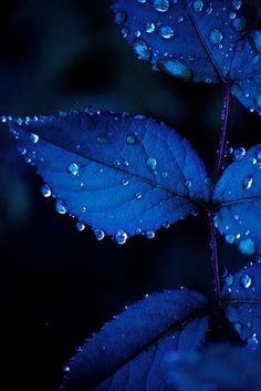 blue leaves with drops of water on them