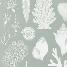 an image of seaweed and corals on a gray background