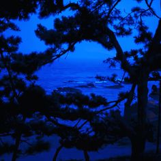 the view from behind some trees at night with blue sky and water in the background