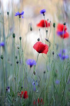 red poppies and blue cornflowers in a field