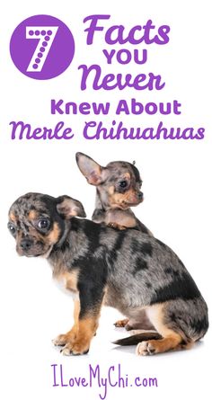 two small dogs sitting next to each other with the words 7 fact you never knew about memee chihuahuas