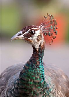 a close up of a peacock with feathers on it's head