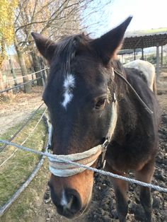 a brown horse standing on top of a dirt field next to a barbed wire fence