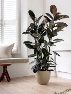 a large potted plant sitting on top of a wooden floor next to a window