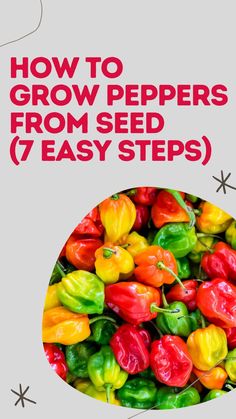 the cover of how to grow peppers from seed 7 easy steps, with text overlay