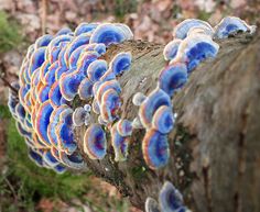 blue and orange mushrooms growing on a tree branch