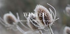 the words winter care guides information & tools are displayed in front of an image of flowers