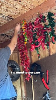 a man is working on some red and green peppers hanging from the ceiling above him