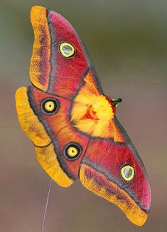 a close up of a colorful butterfly on a stick with its wings spread wide open