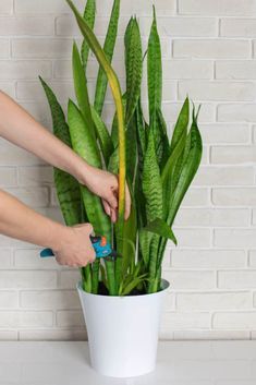 Snake Plant Problems, Snake Plant Indoor, Snake Plant Propagation, Snake Plant Care, Mother In Law Tongue, Summer Mantle, Snake Plants, Plant Care Houseplant, Leafy Plants