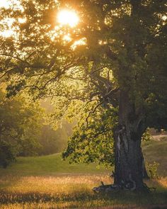 the sun is shining through the trees in the field