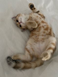 an orange and white cat laying on it's back with its paws in the air