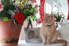 an orange cat sitting on top of a table next to a vase filled with flowers