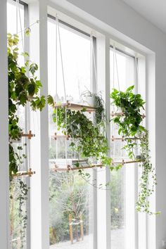 some plants are hanging on the windowsills in this room with white walls and flooring