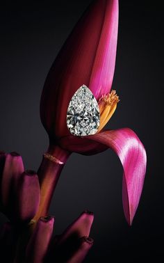 25-carat pear-cut diamond Start A Jewelry Business, Jewellery Campaign, Banana Blossom, Diamonds Are Forever, Jewelry Ads, Pear Cut Diamond, Diamond Jewel